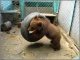 SOS. Помогите  медвежонку в белокалитвинском зоопарке