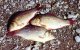 В Ростовской области выявлены случаи анизакидоза промысловых рыб