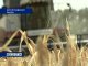 В Ростовской области завершается уборка урожая