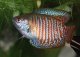Лабиринтовые рыбы (отряд окунеобразные Perciformes, подотряд ползуны Anabantoidei)