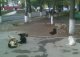 Стаи бездомных собак бродят по городу