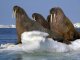 Моржи Северного Ледовитого океана