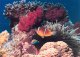 Мексиканский залив. Коралловые сообщества