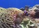 Беспозвоночные жители кораллового рифа