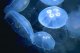 Тихоокеанские медузы