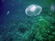 Медузы Красного моря