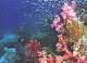 Пестрота и разнообразие коралловых рыб