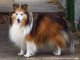 Породы собак. Шелти (Sheltie — Shetland Sheepdog)