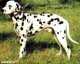Комнатно-декоративные собаки. Далматская собака (Dalmatinac)
