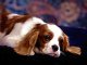 Парвовирусный энтерит - заболевание у собак