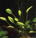 Аквариумные растения. Криптокорина пурпурная