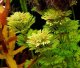 Аквариумные растения. Лимнофила сидячецветковая