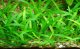 Аквариумные растения. Эхинодорус нежный 