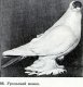 Породы голубей. Киевские светлые