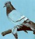 Породы голубей. Торжокские летные голуби