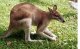 Толкование терминов. Фауна Австралии