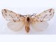 Выставка экзотических бабочек пройдет в Ростове