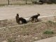 Щенки бродячей собаки. Фото калитва.ру