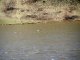 Пара перелетных птиц на реке Калитва.Фото Калитва.ру