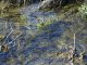 Первая зелень под водами реки Калитва.Фото Калитва.ру