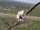 Весенний цветок абрикосового дерева.Фото Калитва.ру