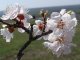 Цветы абрикосы расцвели.Фото Калитва.ру