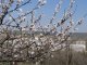 Распустившиеся цветы абрикоса.Фото Калитва.ру