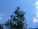 Верхушки березы тянутся в голубое небо. Фото Калитва.ру