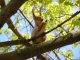 Белка на дереве. Фото калитва.ру