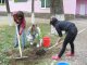 Школьники сажают деревья. Фото калитва.ру
