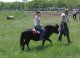 Детей катают на пони. Фото калитва.ру
