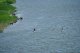 Байдарки, каноэ и одинокий рыбак летним утром на реке Северский Донец. Фото Калитва.ру