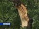 Дерево упало на газопровод в Ростовской области
