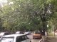 Белки в городском парке. Фото калитва.ру
