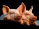 Осторожно африканская чума свиней в Ростовской области