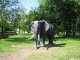 Скульптура слона в парке Маяковского. Фото калитва.ру