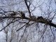 Коты на дереве. Фото калитва.ру