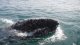Теплолюбивые серые киты взяли мигрируют на север