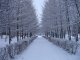 В Ростовской области снегу на Новый год  быть