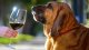 собака нашла плохое вино