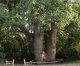 Вёшенскому дубу присвоят статус памятника живой природы