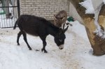 Как переносят зиму животные в белокалитвинском зоопарке