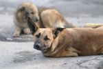 В Ростове за год усыпили 9 тысяч бездомных животных