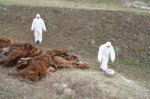 Падеж скота в одном из фермерских хозяйств Белокалитвинского района