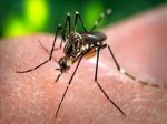В Волгограде комары заразили лихорадкой Западного Нила уже семерых человек 