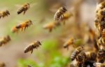 В Волгограде пасечник выиграл суд и получил компенсацию за отравленных пчел