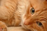 Астраханец за долги может лишиться своего любимца кота Рыжика