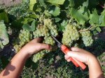 В Анапе собрали рекордный за последние пять лет урожай винограда