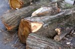 В Ростове в разных частях города упали восемь деревьев