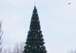 Искусственные елки пришли на замену живым на площадях Белой Калитвы